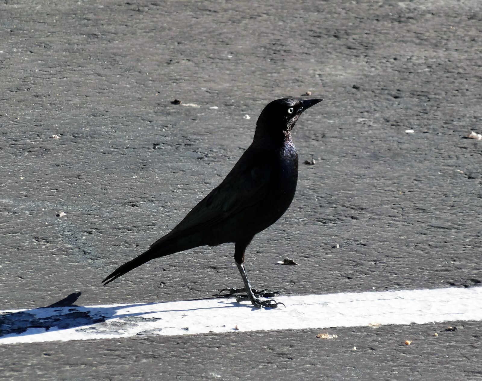 Sony Cyber-shot DSC-HX20V sample photo. Black bird, black, bird photography
