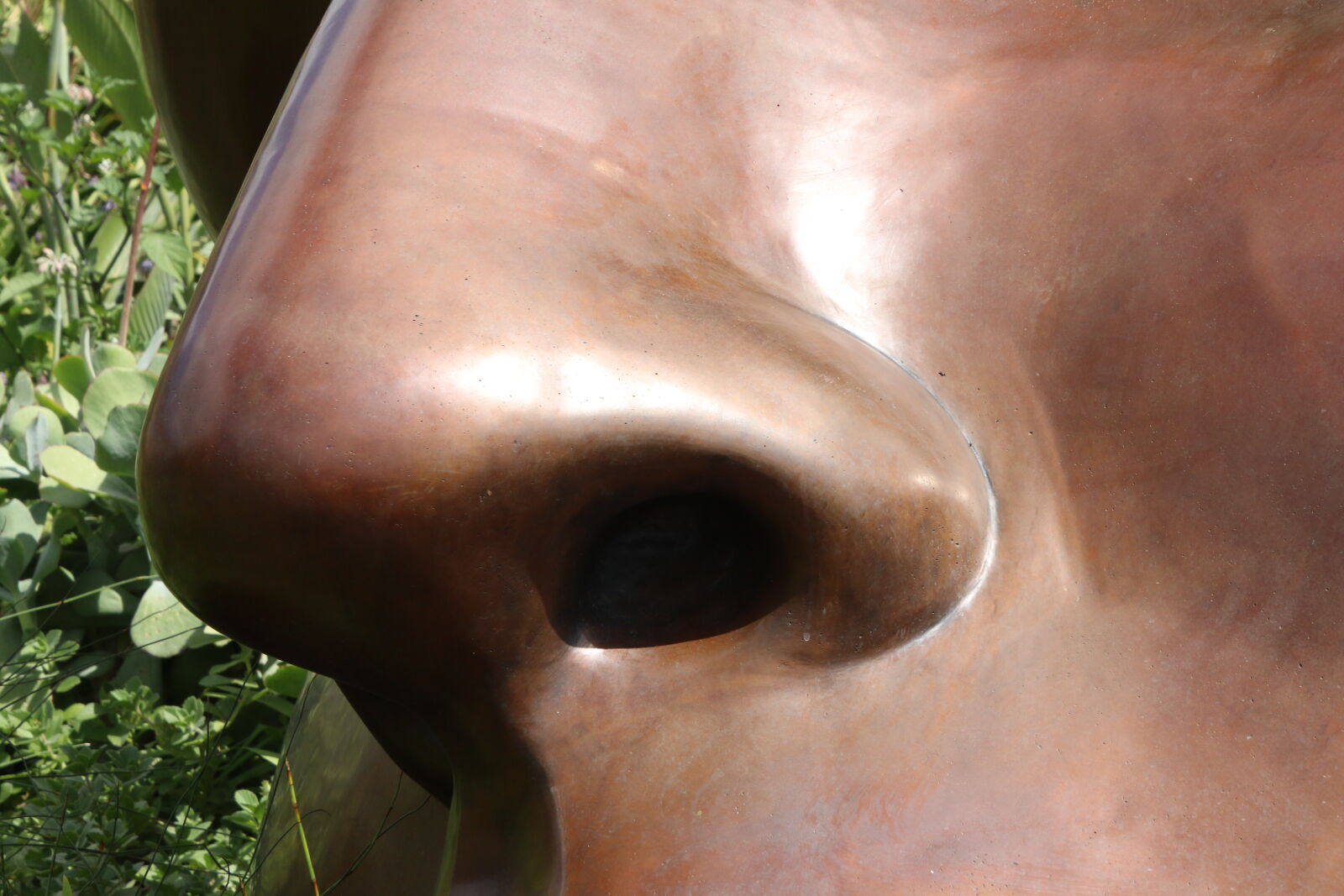 Canon EOS 7D Mark II sample photo. Copper, face, garden, green photography