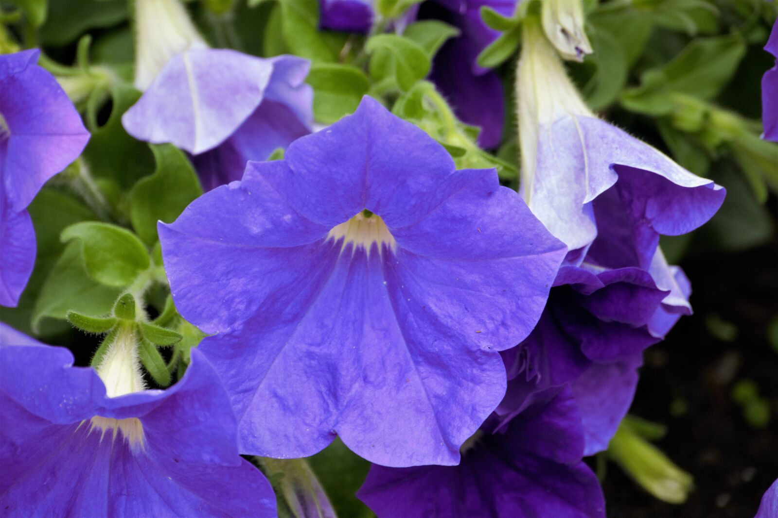 Panasonic Lumix DMC-GH2 sample photo. Flower, blue, blue flower photography