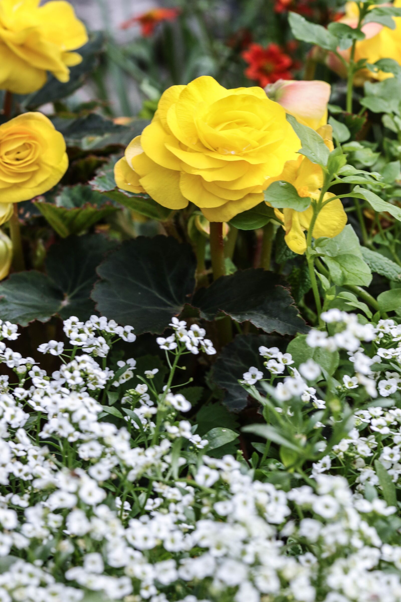 Canon EOS 7D Mark II sample photo. White, yellow, flower photography