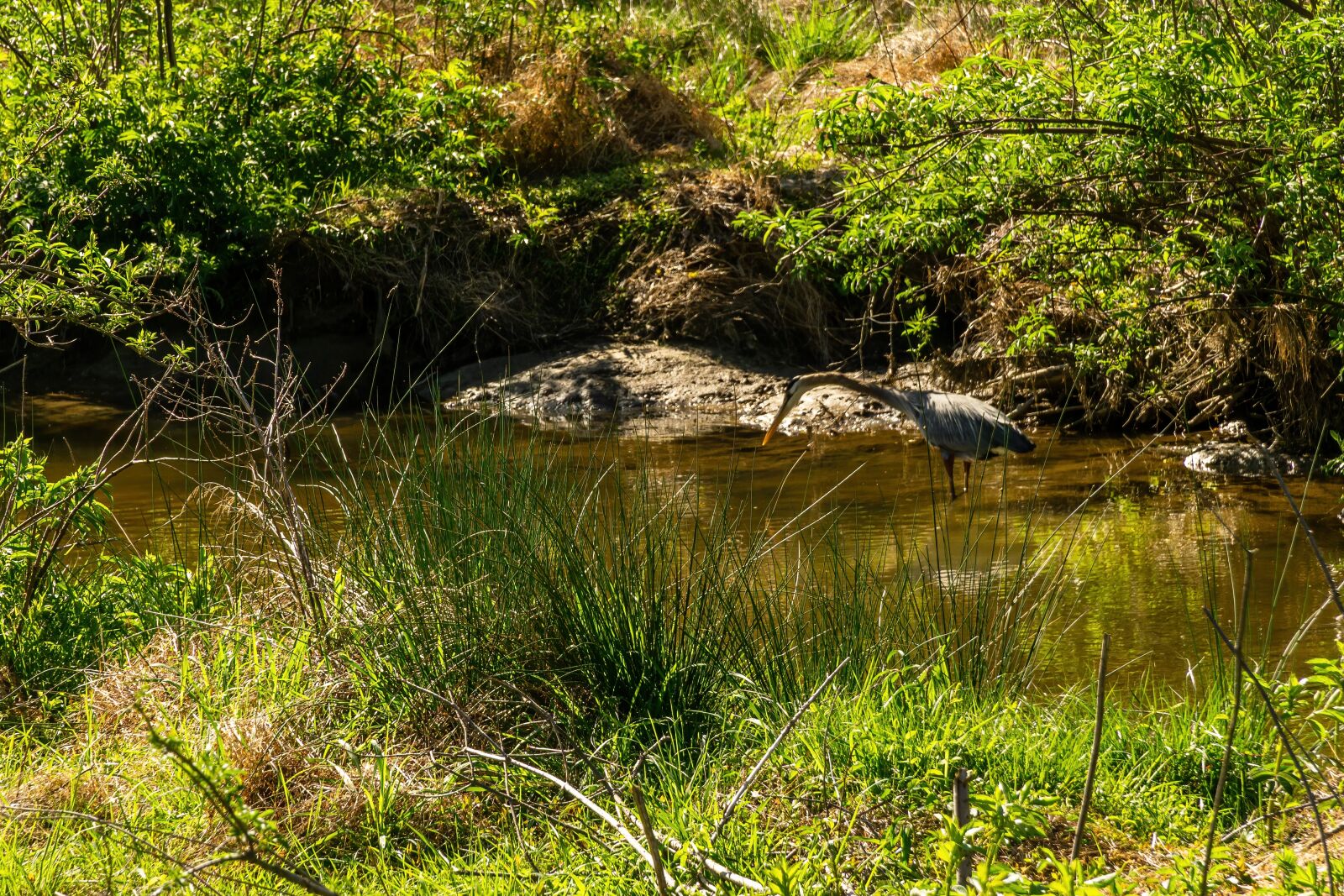 Sony a6000 + Sony E PZ 18-105mm F4 G OSS sample photo. Concentration, watchful heron, stalking photography