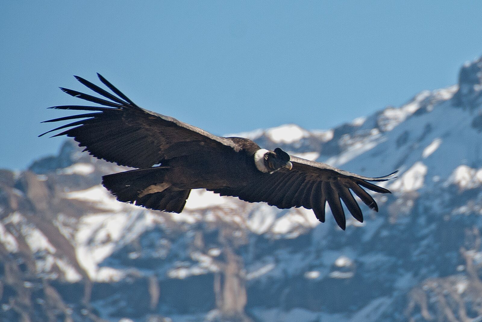 Nikon D80 sample photo. Bird, wings, fly photography