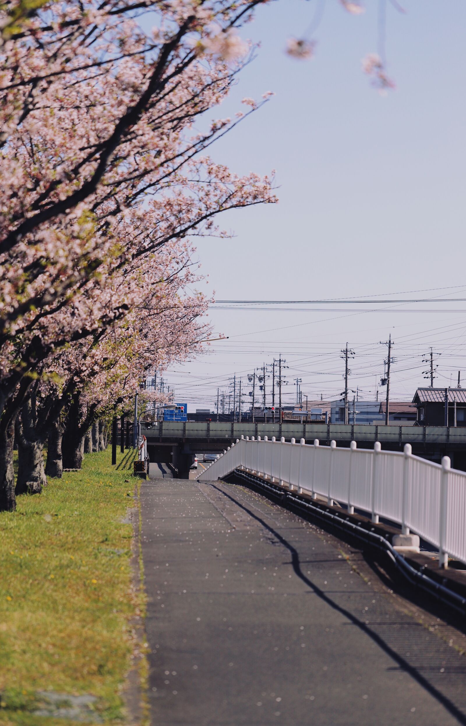 Canon EOS 6D Mark II sample photo. Sakura, flower, japan photography
