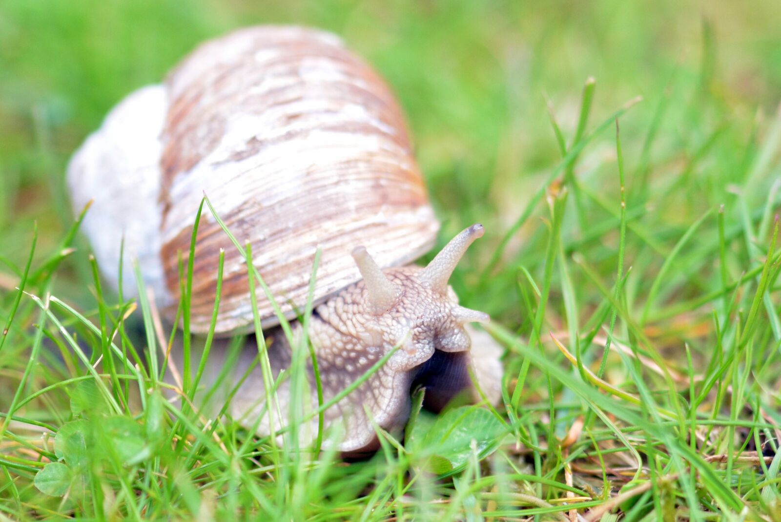 Nikon D5200 sample photo. Snail, mollusk, shell photography