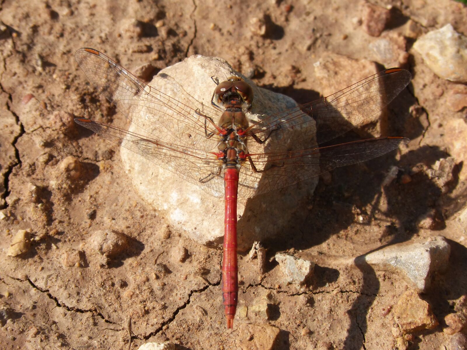 Panasonic DMC-FZ62 sample photo. Dragonfly, sympetrum striolatum, red photography