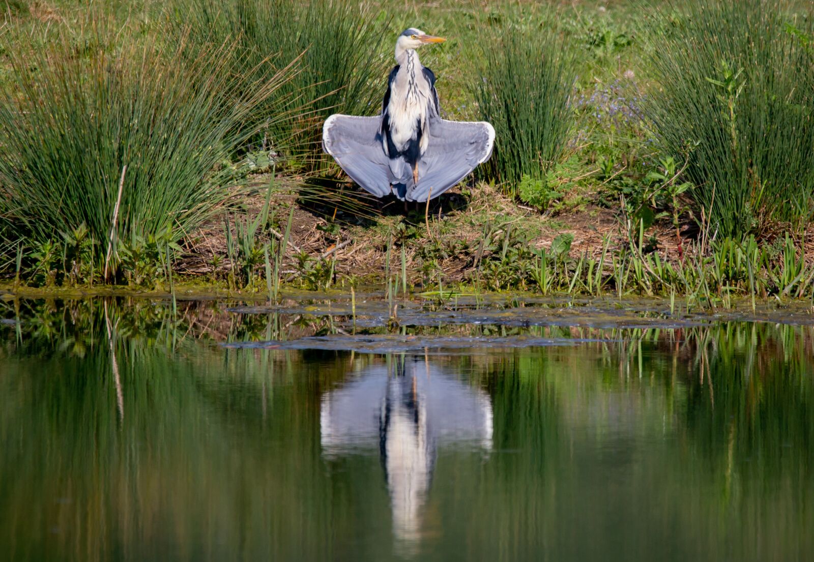150-600mm F5-6.3 DG OS HSM | Contemporary 015 sample photo. Sunbathing heron, heron drying photography