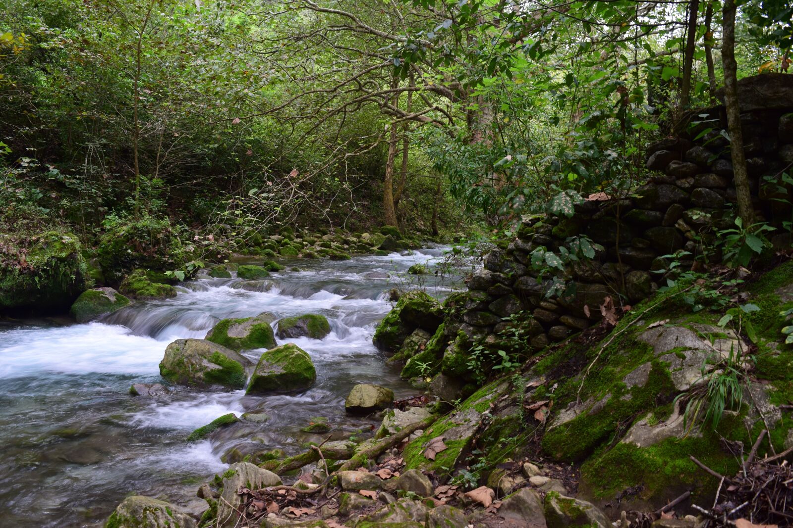 Nikon D3300 sample photo. River, water, green photography