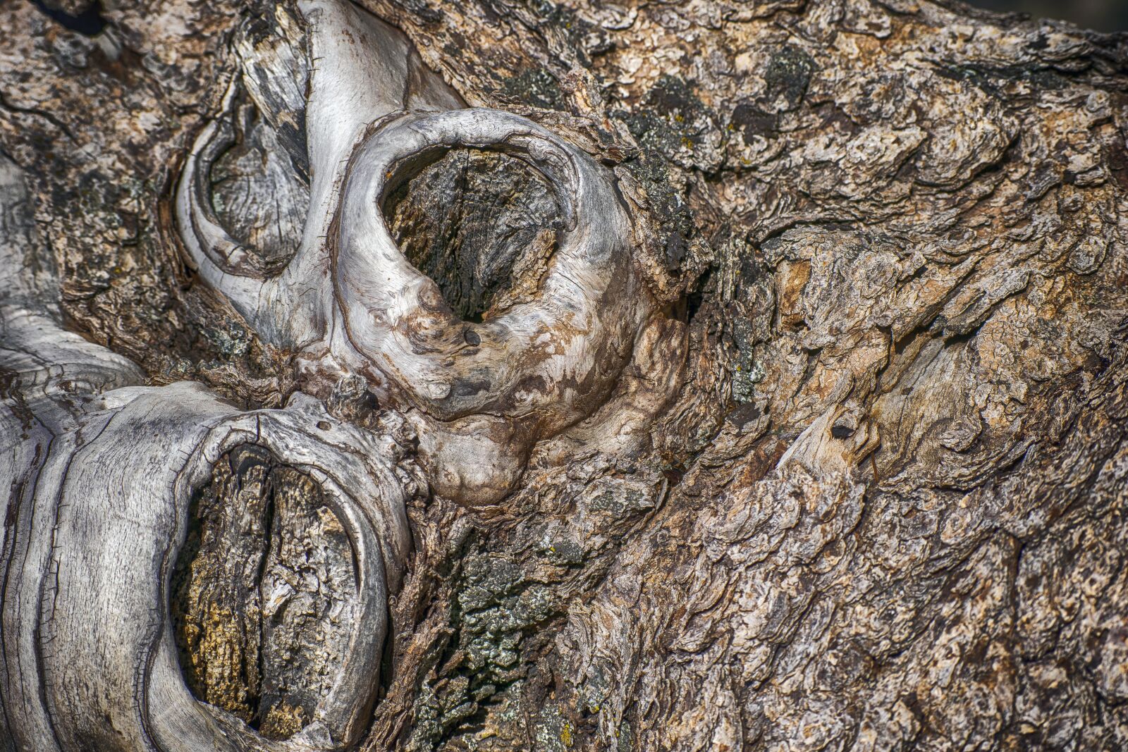 Nikon D3300 sample photo. Texture, wood, knots photography