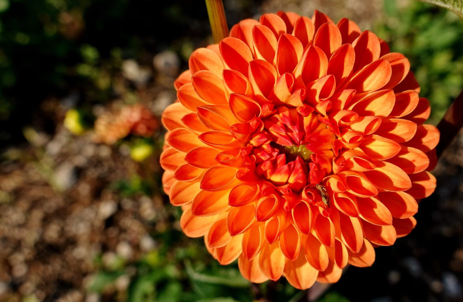 Sony DSC-RX100M5 sample photo. Dahlia, plant, flower photography