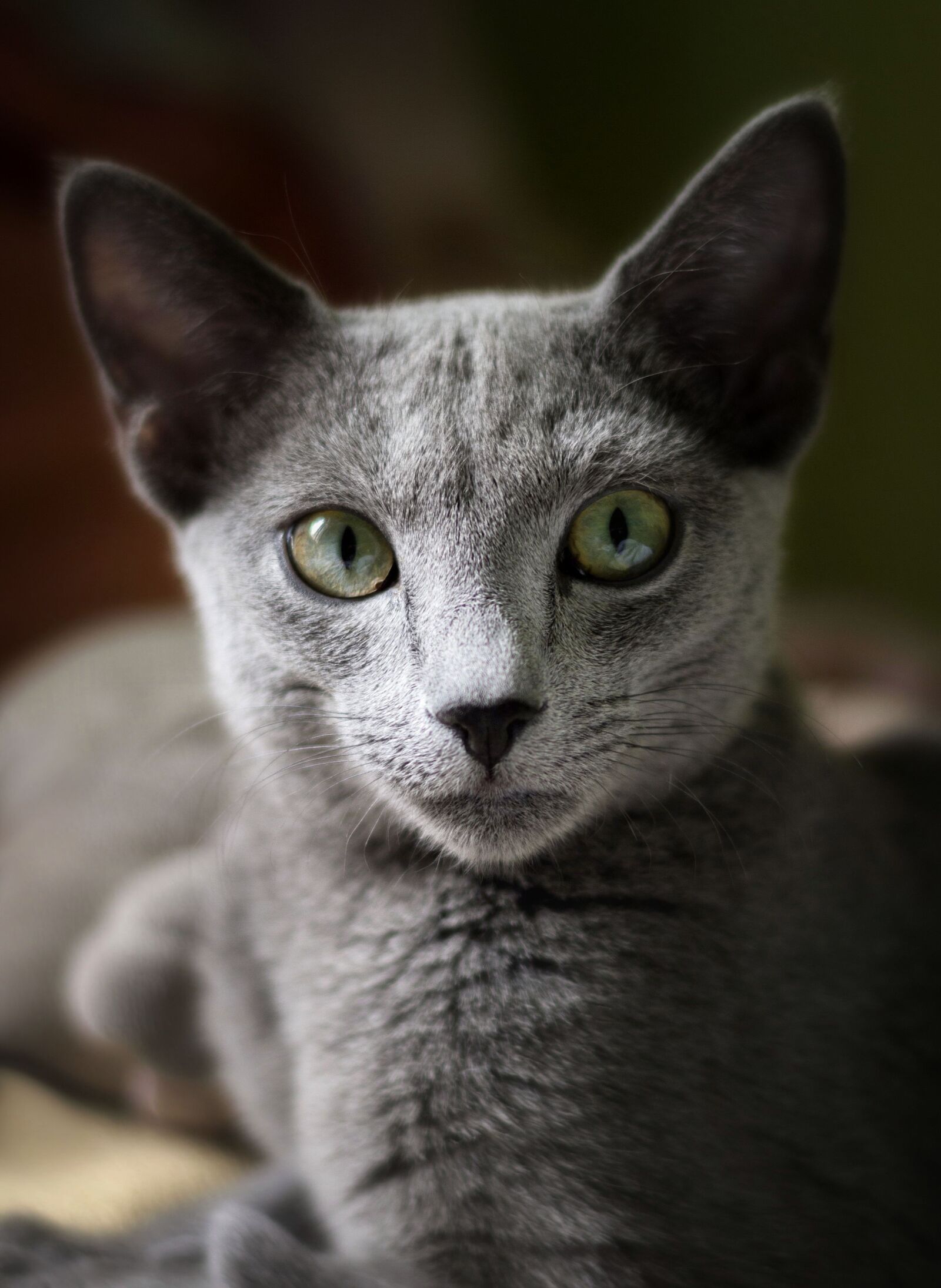 Canon EOS 7D + Canon EF 50mm F1.8 II sample photo. Cat, russian blue cat photography