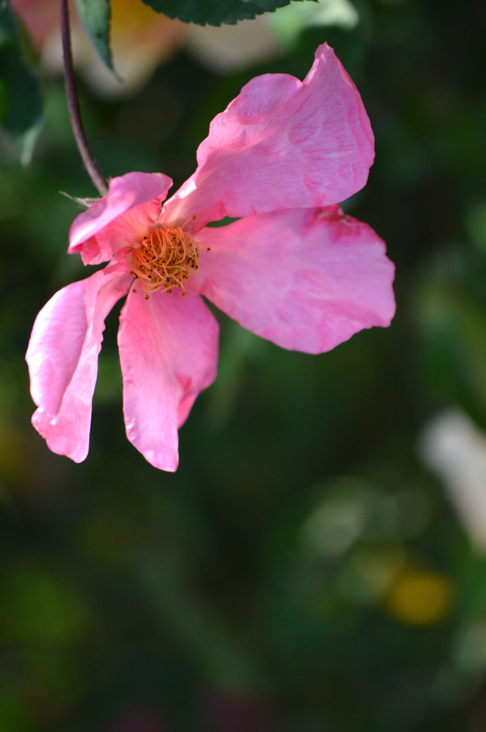Nikon D3200 sample photo. Rose, pink, petals photography
