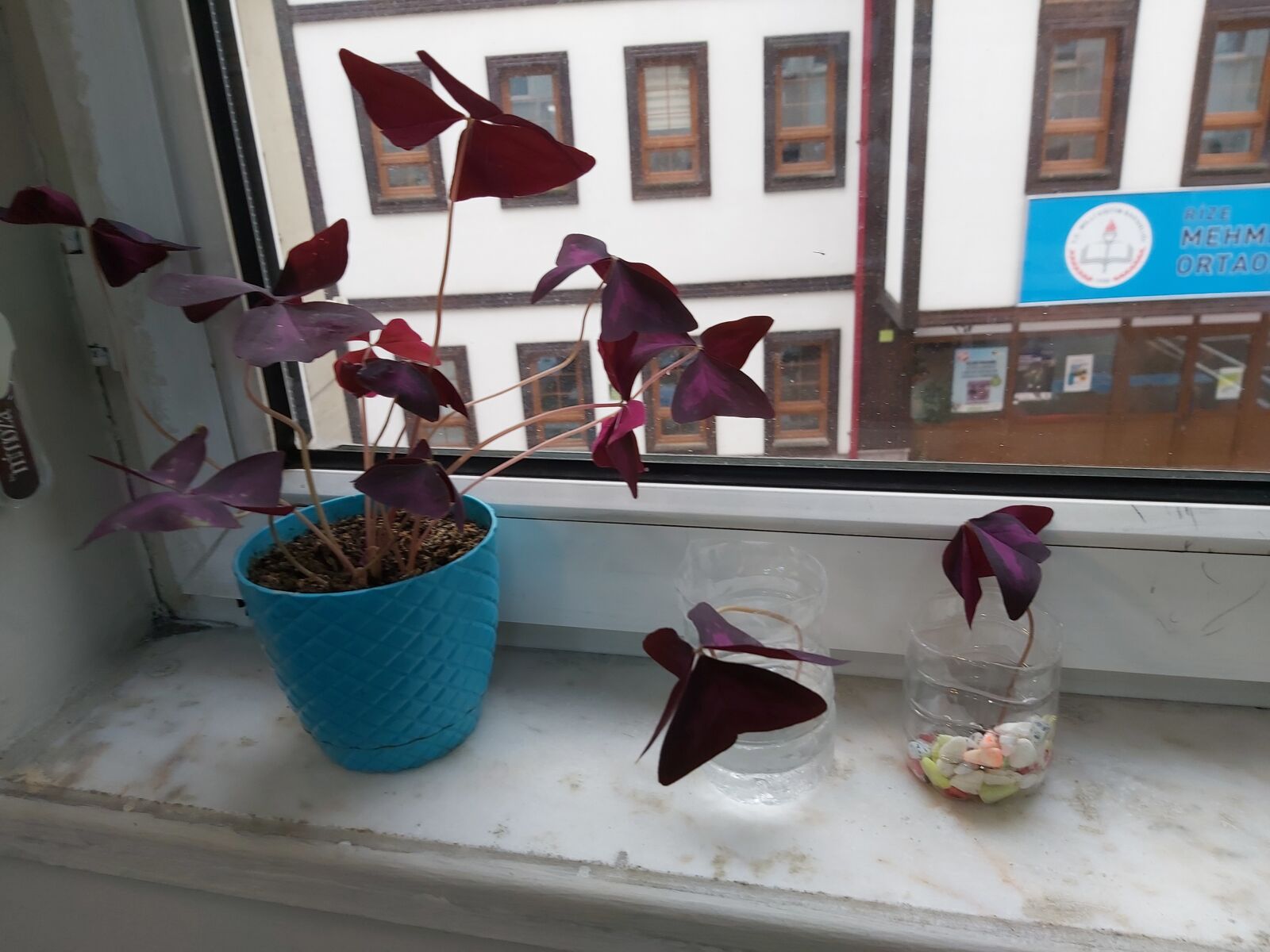 Samsung Galaxy A70 sample photo. Flover, life, class photography