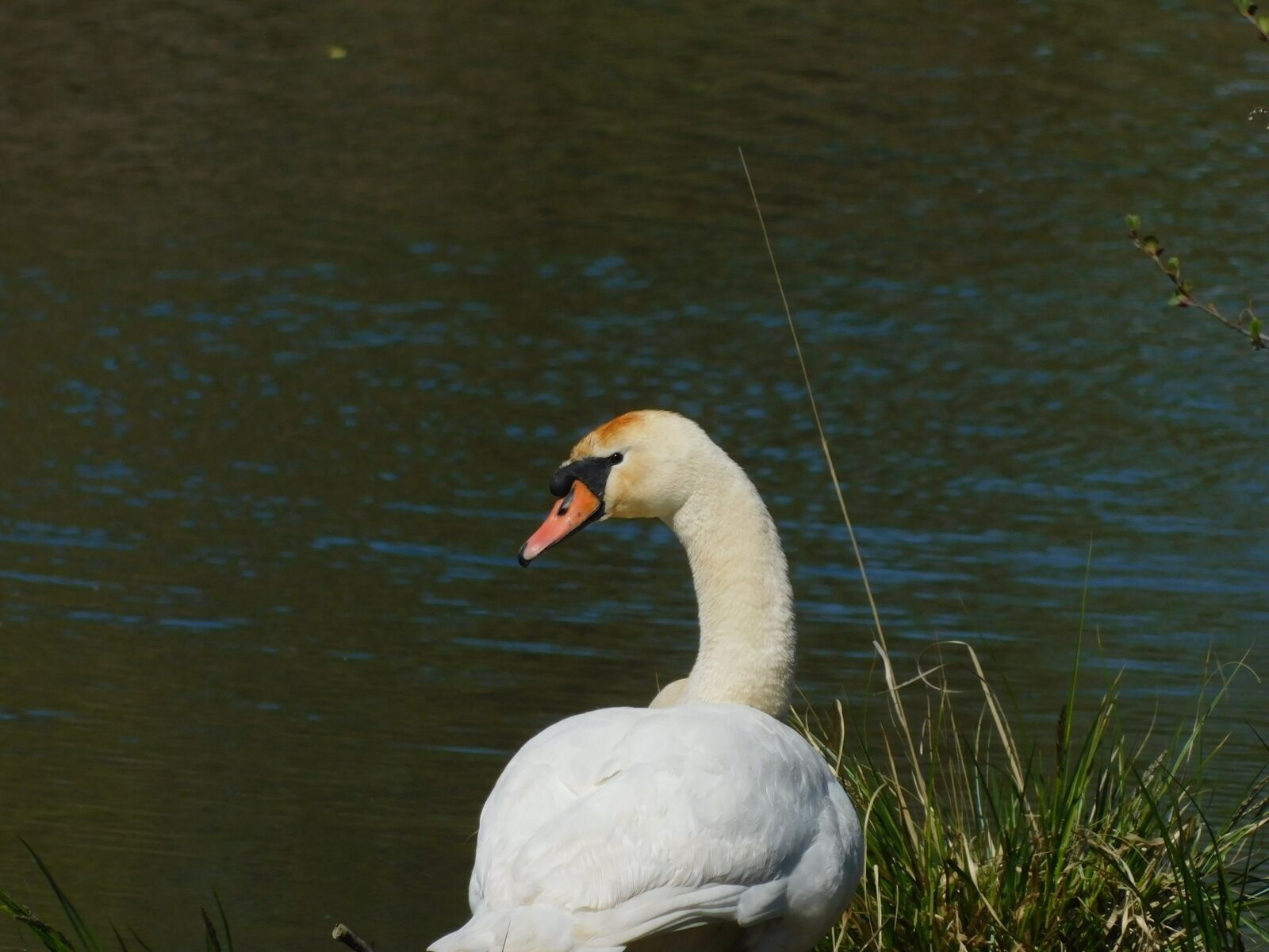 Nikon Coolpix B500 sample photo. Nature, swan, water photography