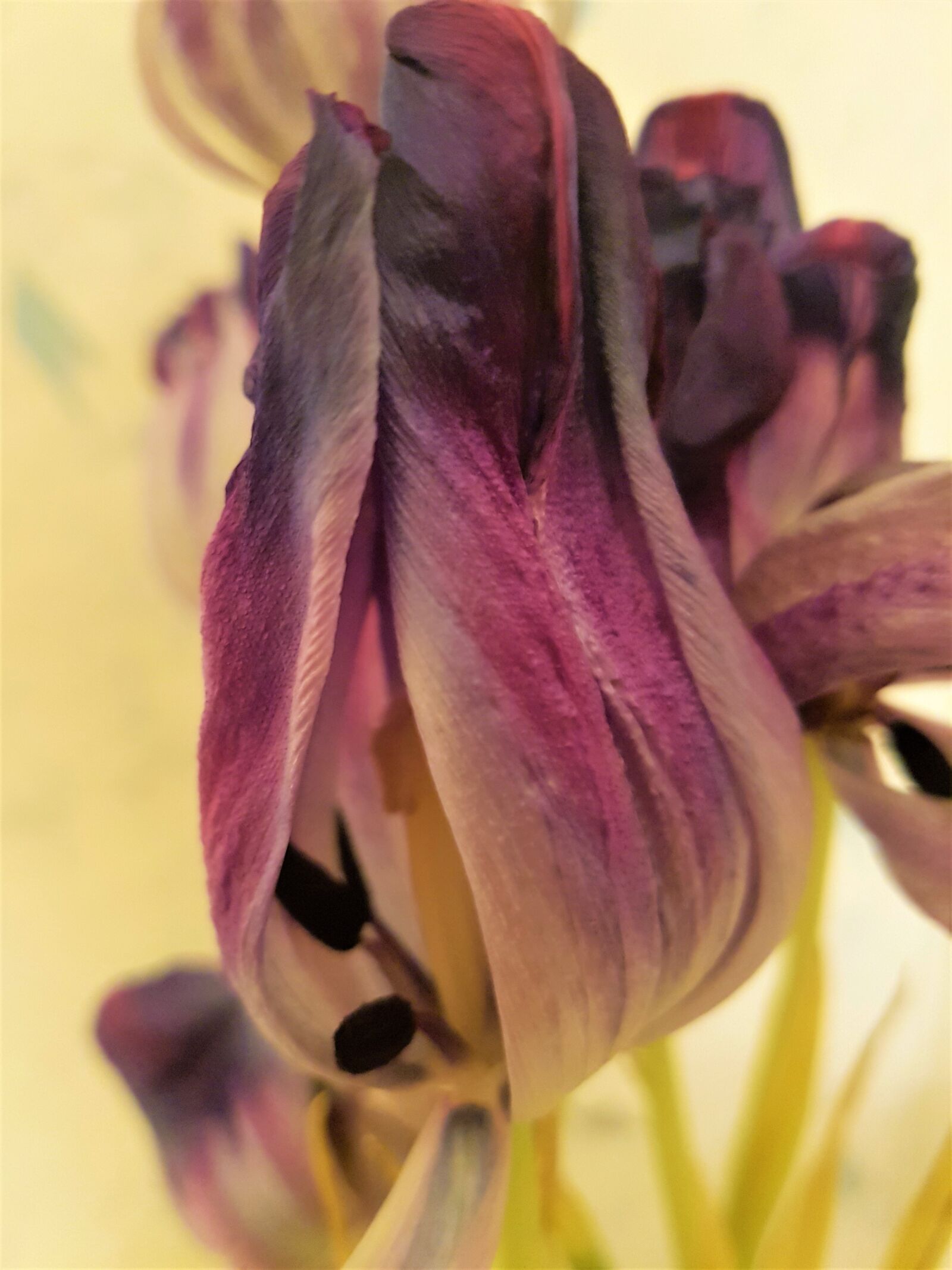 Samsung Galaxy S7 Edge sample photo. Tulip, fallen, flower photography