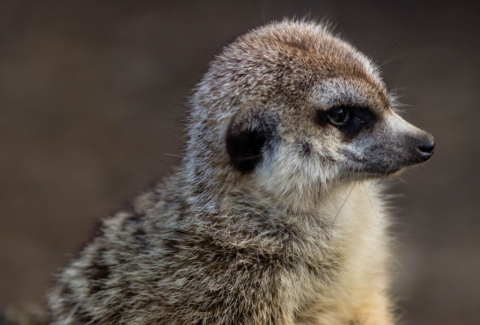 Canon EF 300mm F4L IS USM sample photo. Meerkat, watching, close up photography