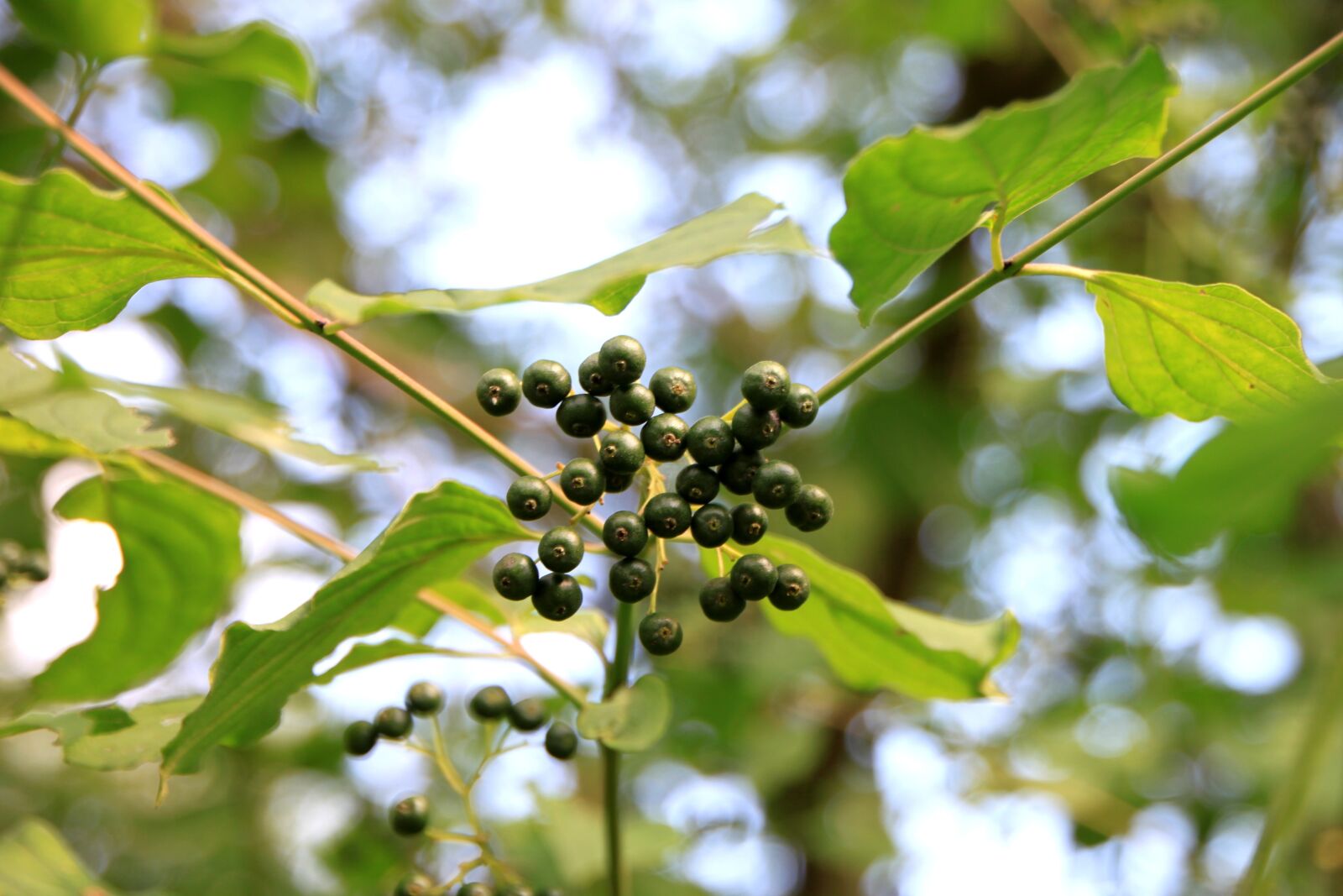 Canon EOS 500D (EOS Rebel T1i / EOS Kiss X3) sample photo. Common, cornus, dogwood photography