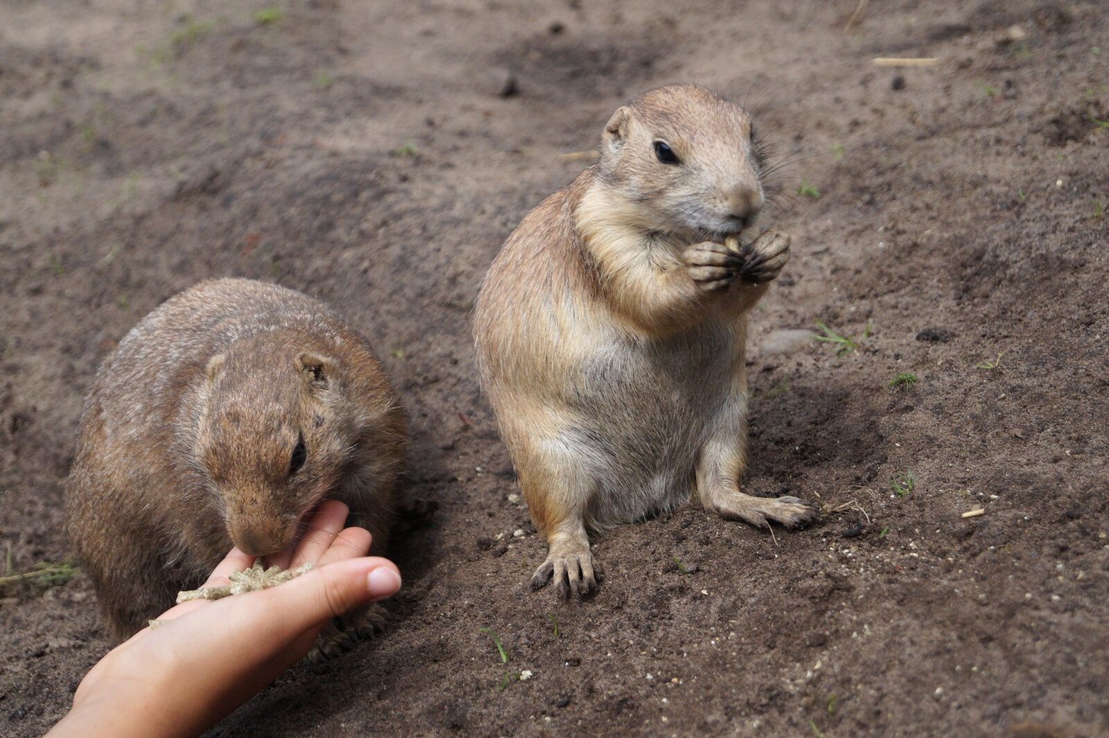 Sony SLT-A58 sample photo. Prairie dogs, rodents, animals photography