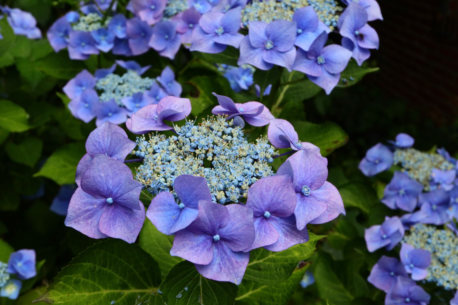 Canon EOS M5 + Canon EF-M 28mm F3.5 Macro IS STM sample photo. Flowers, blue, garden photography