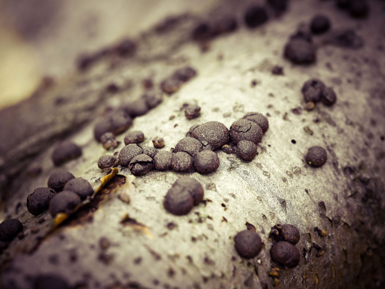 Olympus OM-D E-M10 sample photo. Tree, mushroom, mushrooms on photography