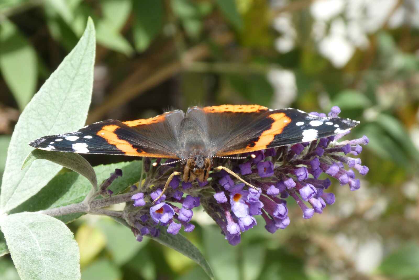 Panasonic Lumix DC-ZS70 (Lumix DC-TZ90) sample photo. Butterfly, flower, bug photography