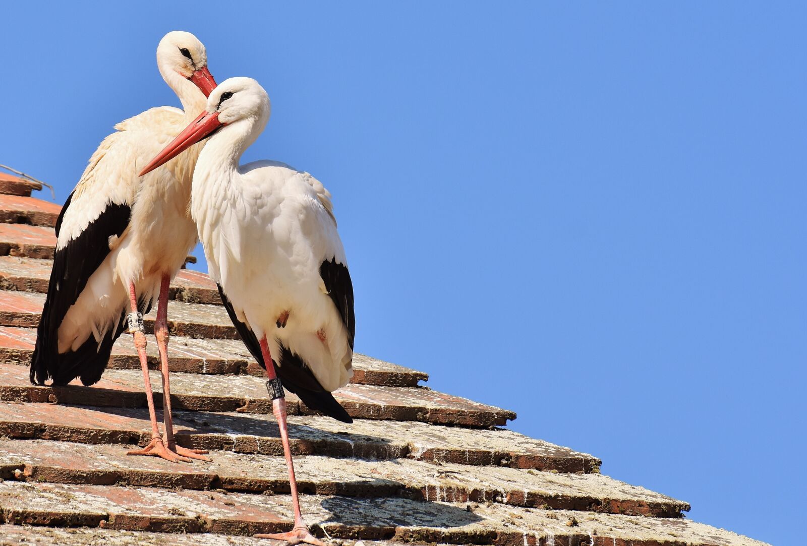 Nikon D7200 sample photo. Storks, pair, birds photography