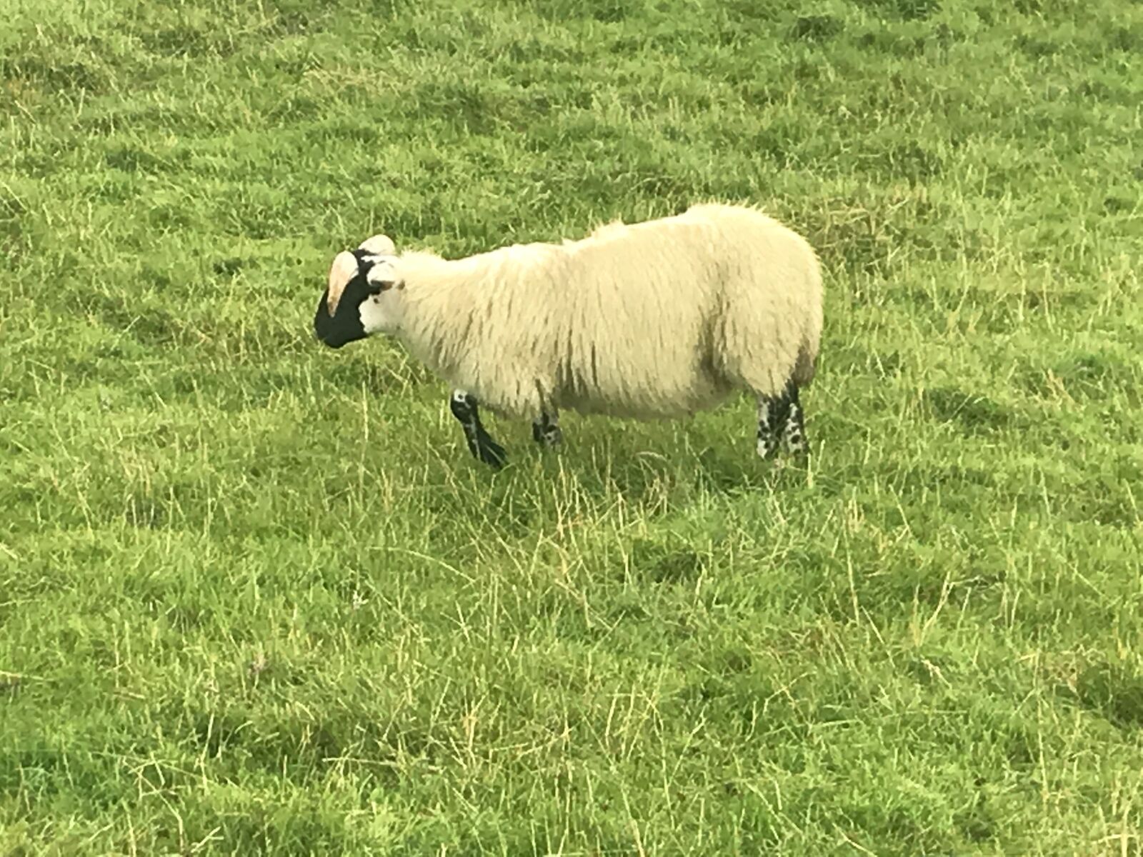 iPhone 7 back camera 3.99mm f/1.8 sample photo. Ireland, landscape, sheep photography