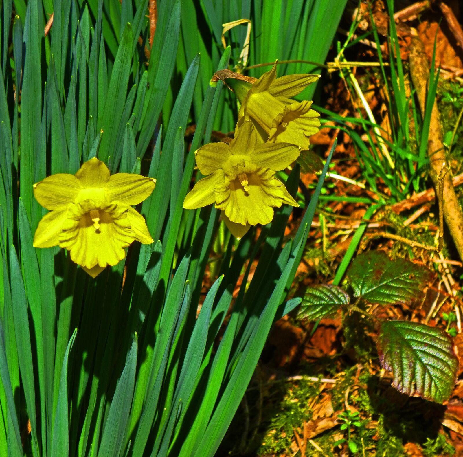 Panasonic DMC-SZ1 sample photo. Woods, daffodils, wales photography