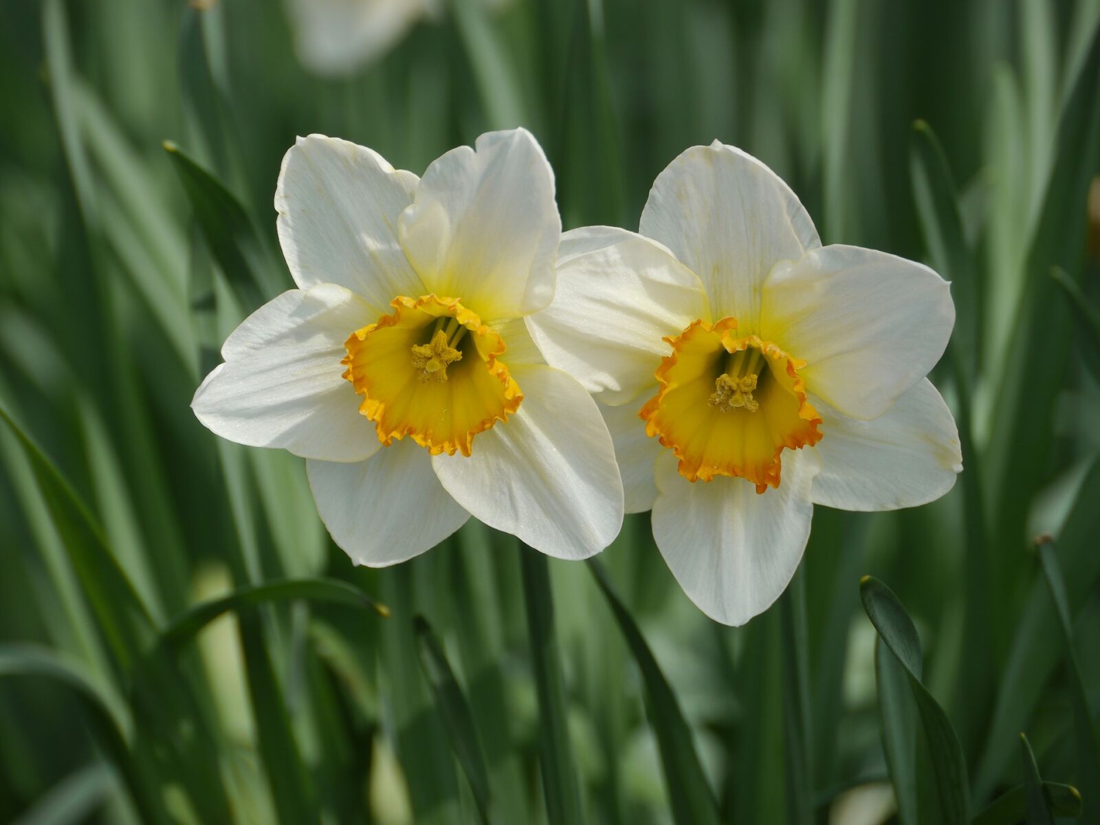 Panasonic Lumix DMC-GH2 sample photo. Plant, narcissus pseudonarcissus, easter photography