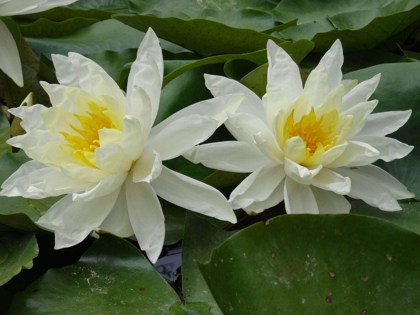 Sony Cyber-shot DSC-HX50V sample photo. Flower, white, water photography
