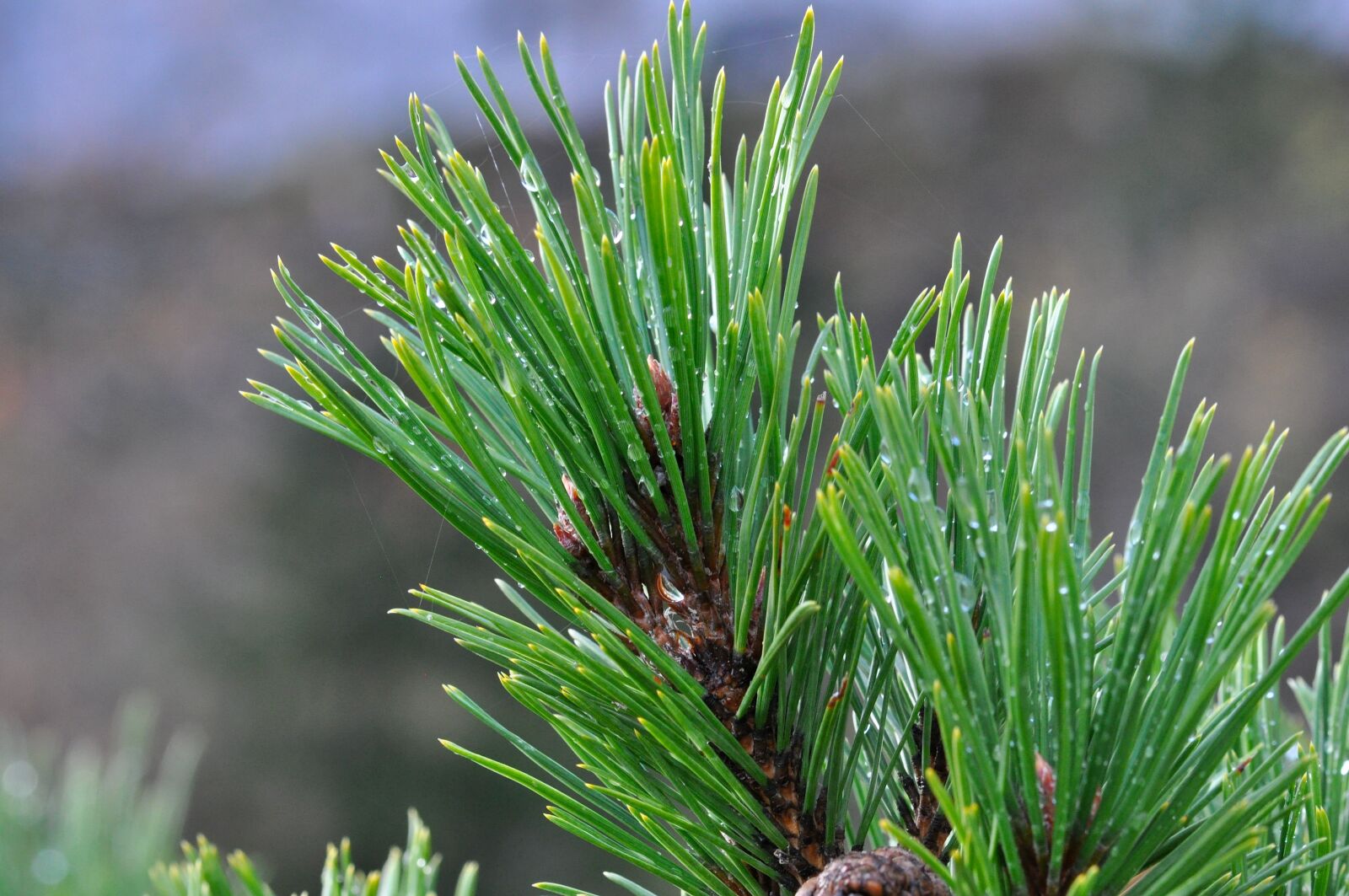 Nikon D90 sample photo. Pine branch, conifer, needles photography