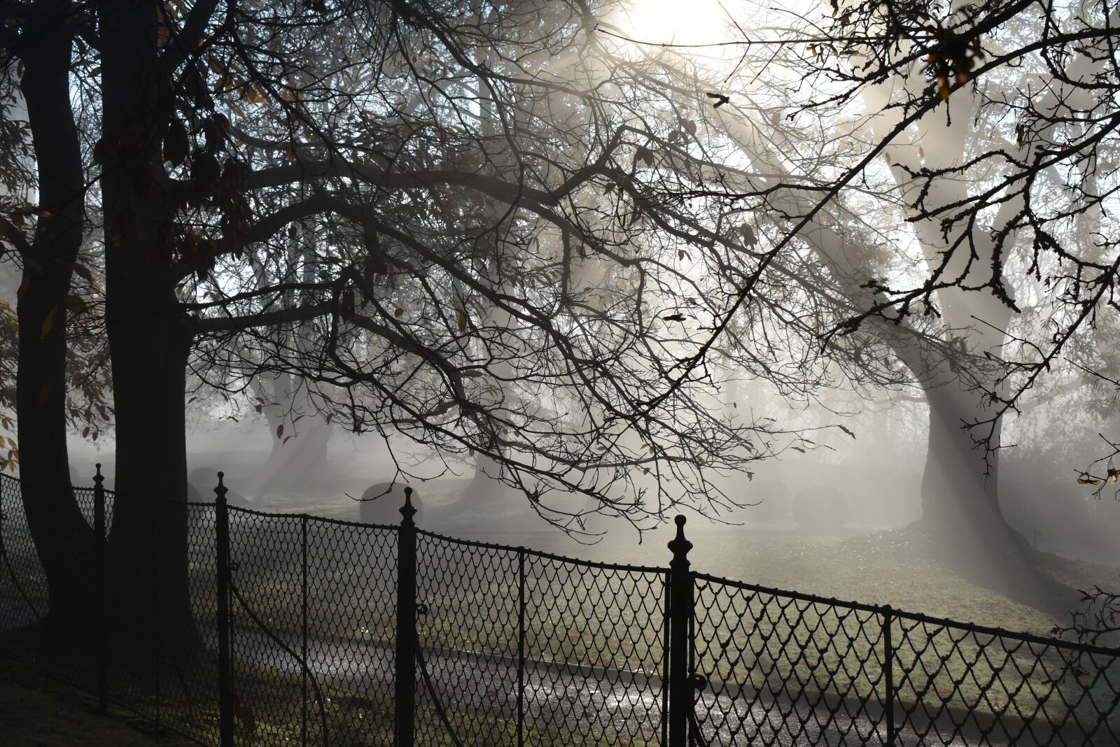 Nikon D5600 sample photo. Park, haze, fog photography