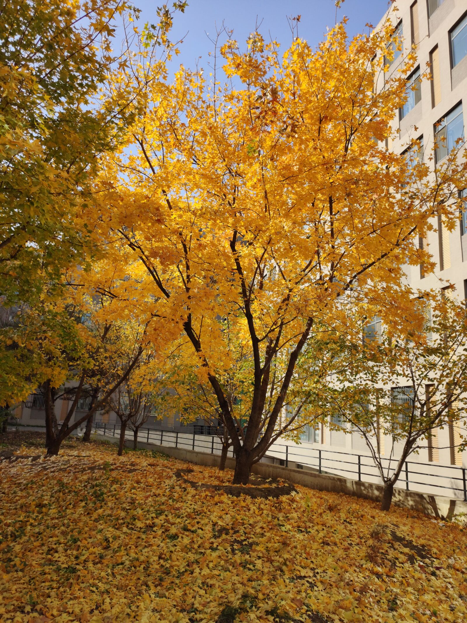 Xiaomi MI 9 sample photo. Autumn, yellow leaves, campus photography