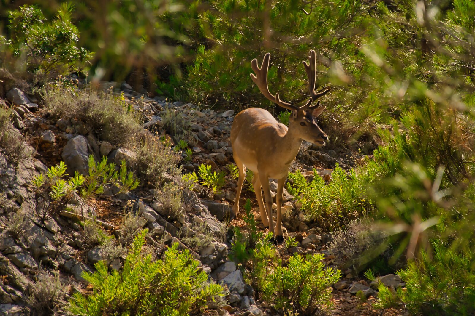 Nikon D5300 sample photo. Animal, nature, wild photography