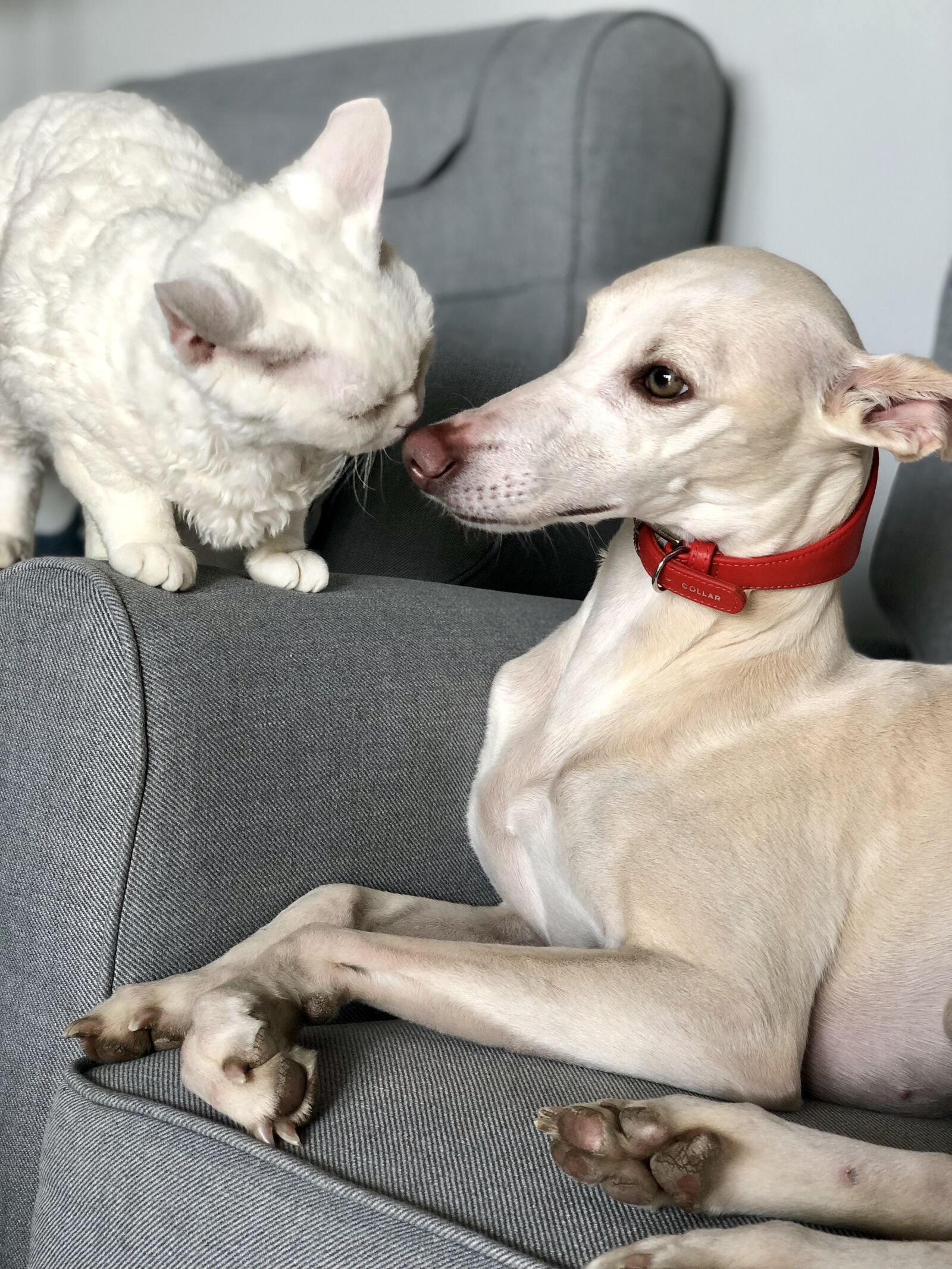 iPhone X back dual camera 6mm f/2.4 sample photo. Dog, cat, love photography