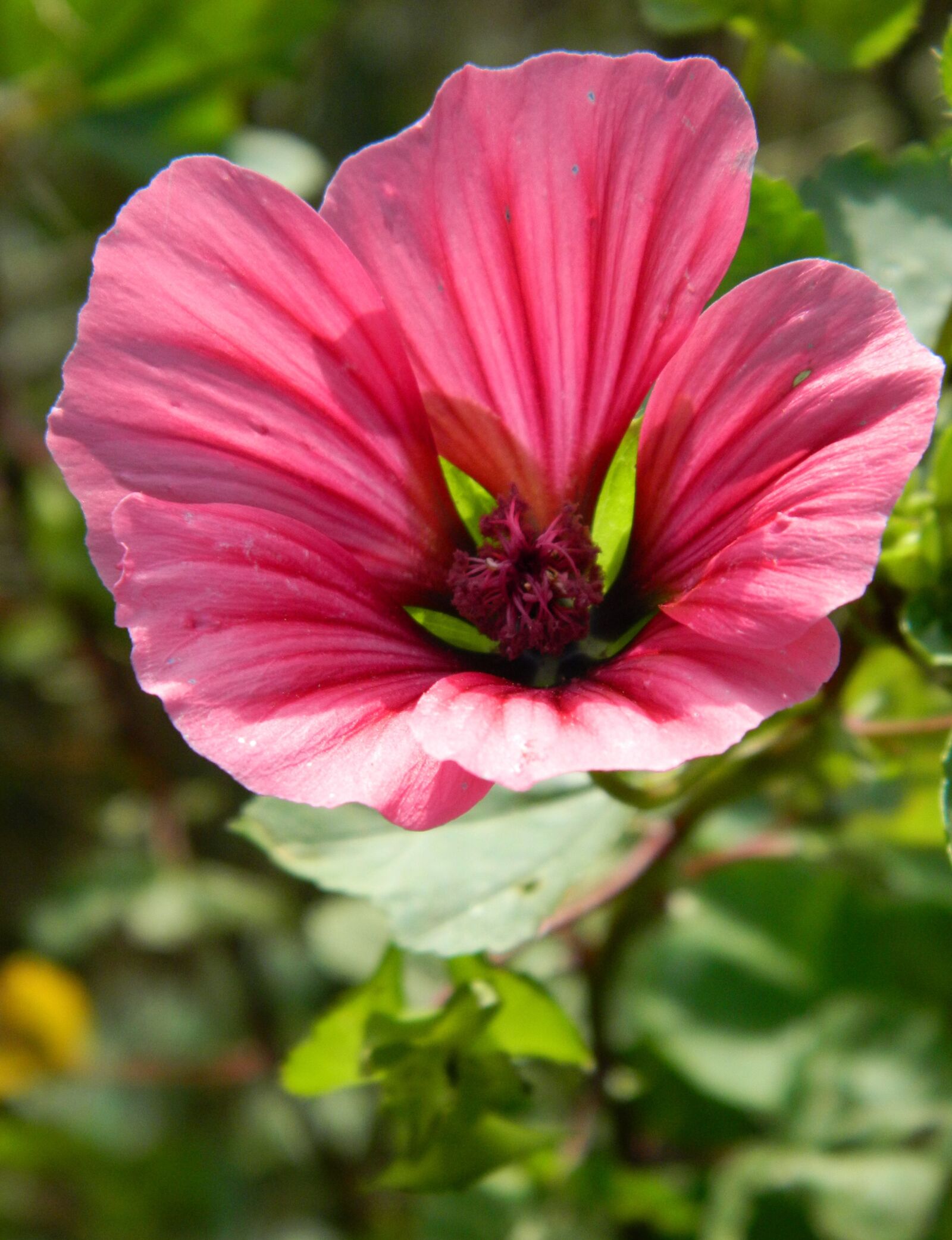 Nikon COOLPIX L310 sample photo. Fleur des champs, pink photography