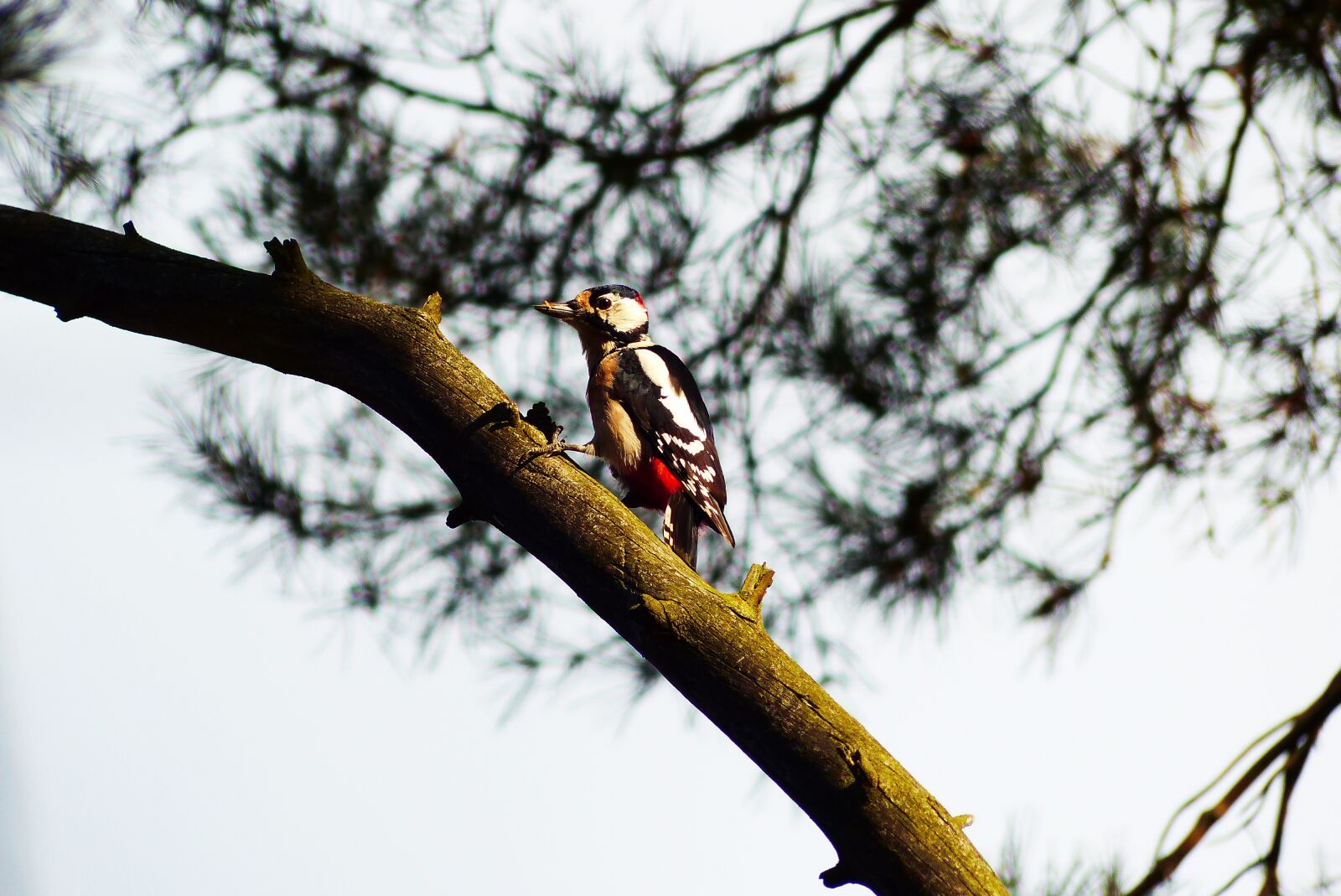 Panasonic Lumix DMC-FZ200 sample photo. Woodpecker large, bird, eye photography