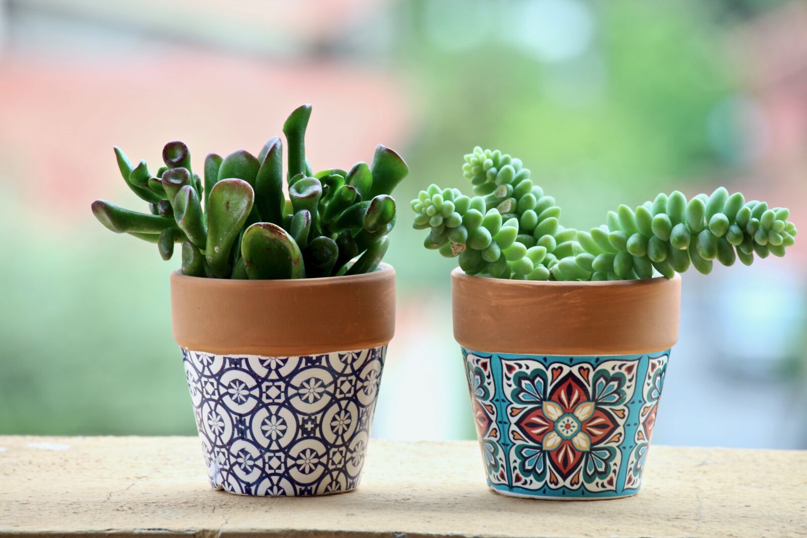 Canon EOS M sample photo. Fat plants, pots, plant photography