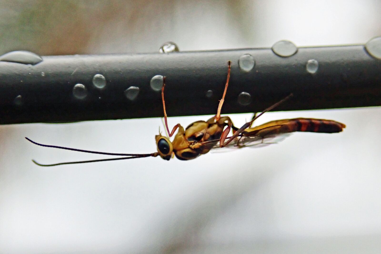 Olympus TG-5 sample photo. Insect, bug, wire photography