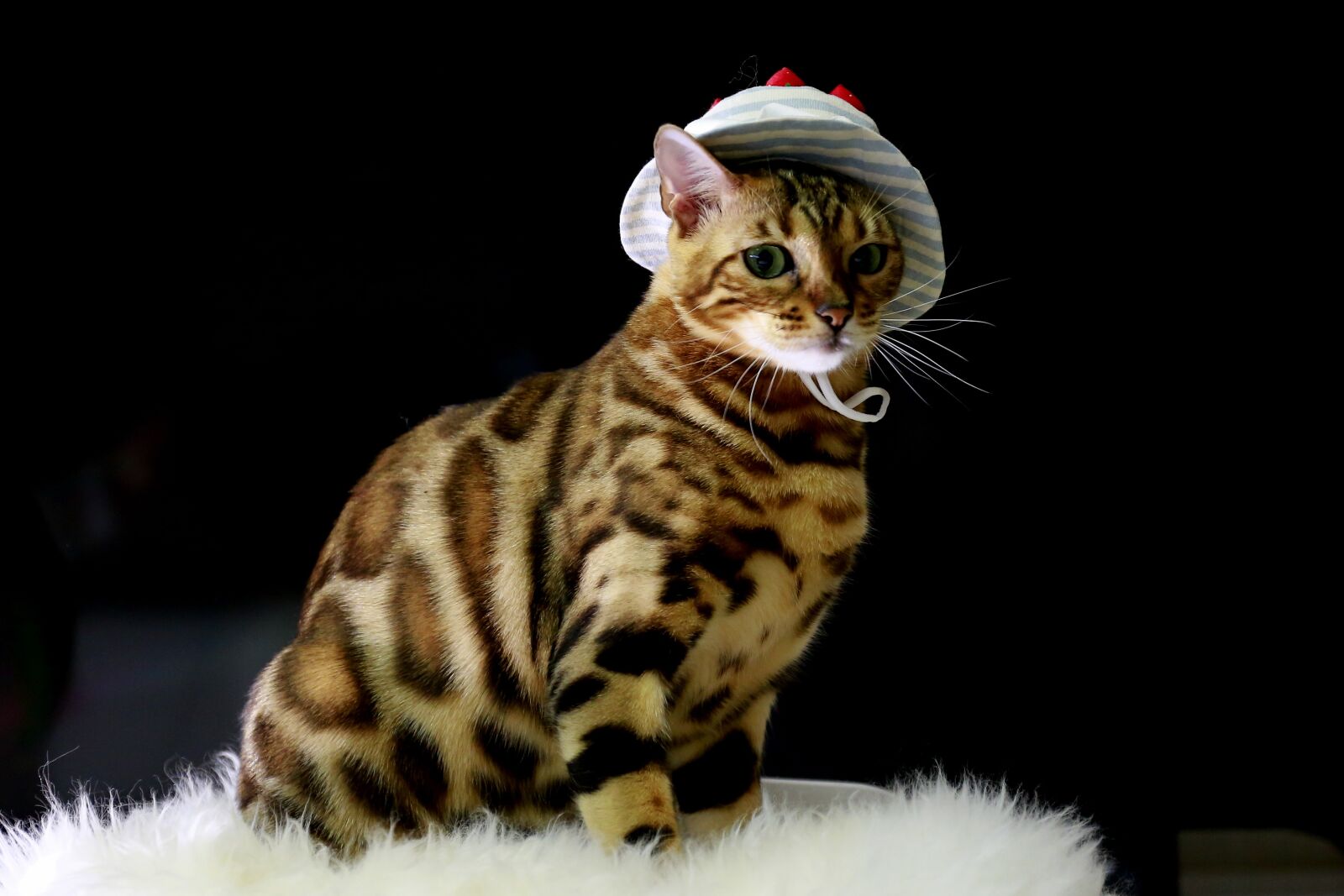 Canon EOS 5D Mark III sample photo. Cat, bengal cat, baby photography