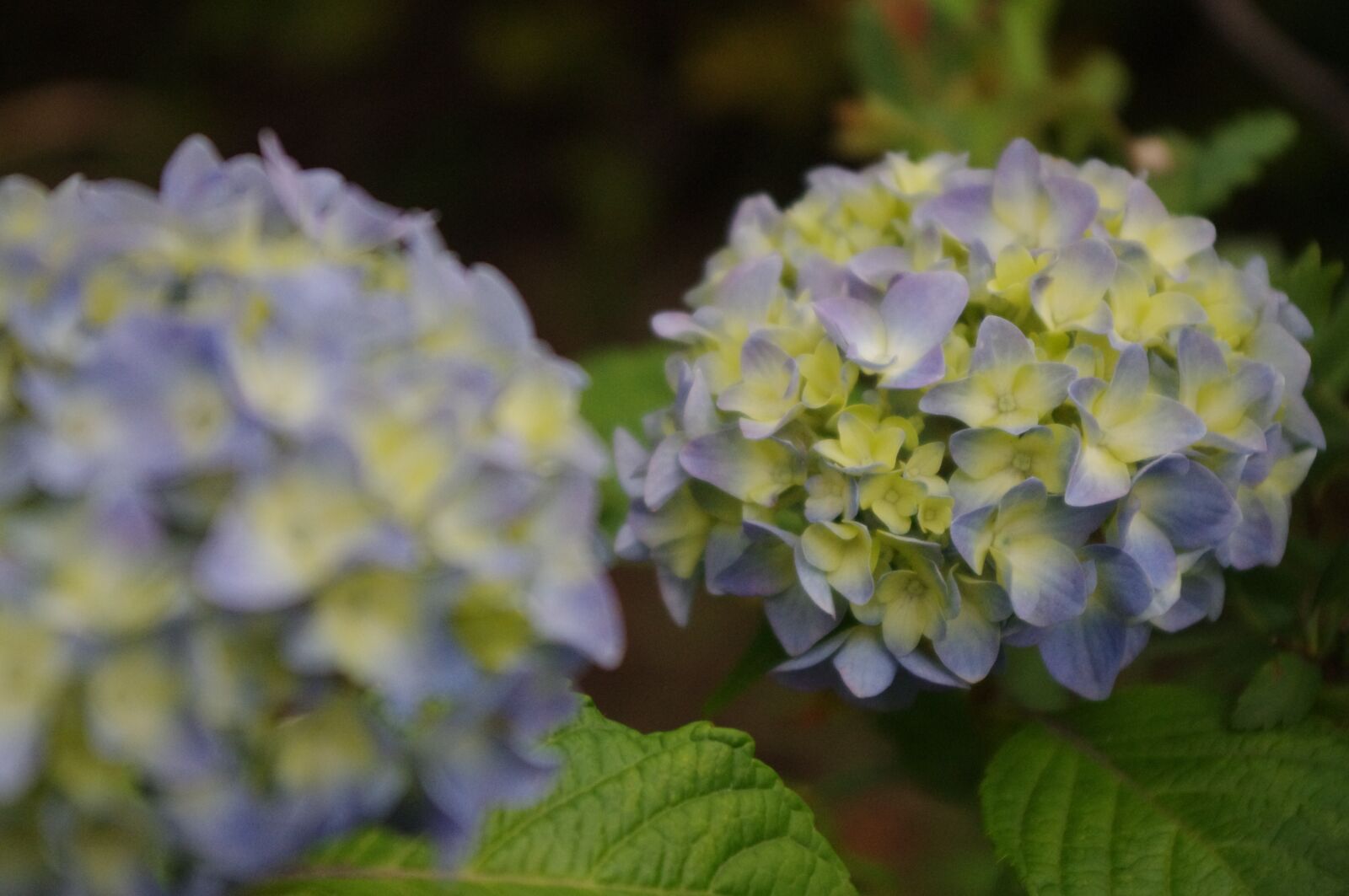 Pentax K-r sample photo. Hydrangea, flower, bloom photography