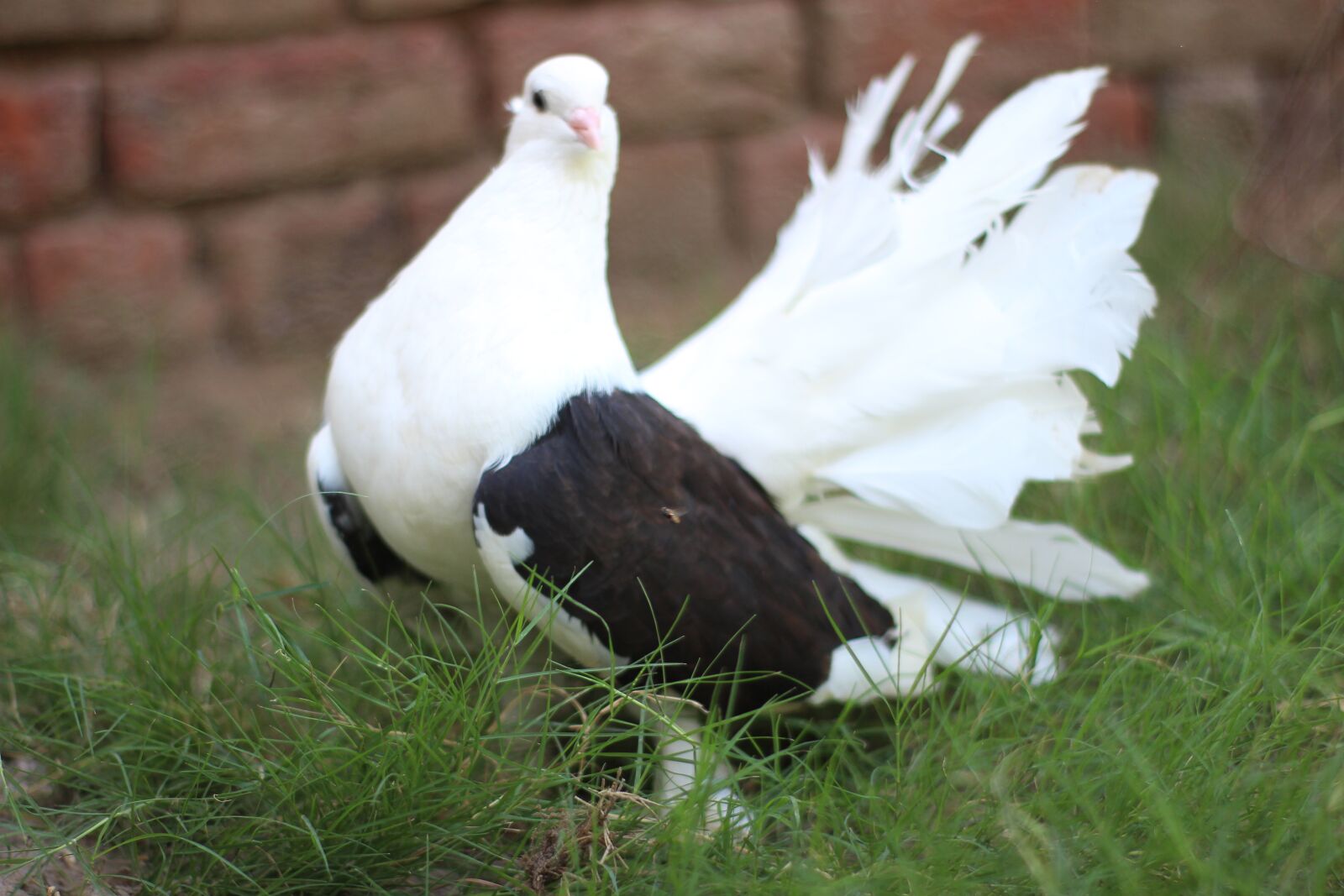 Canon EOS 700D (EOS Rebel T5i / EOS Kiss X7i) sample photo. Animal, bird, pigeons photography