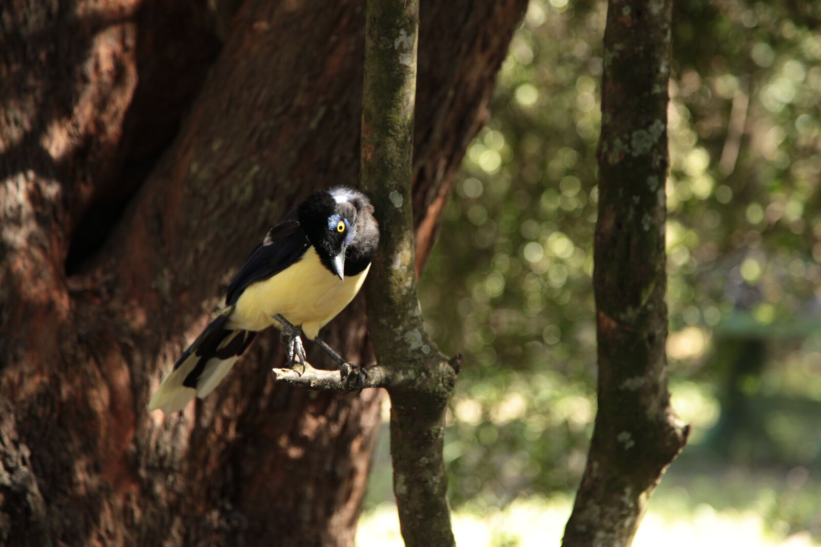 Canon EOS 5D Mark II sample photo. Magpie, bird, nature photography