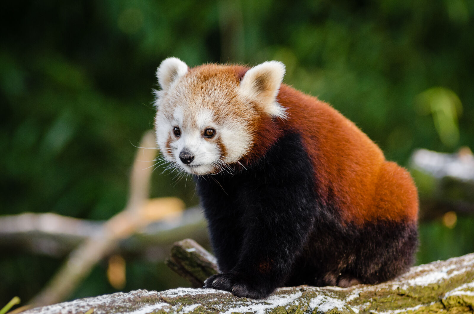 AF Zoom-Nikkor 80-200mm f/2.8 ED sample photo