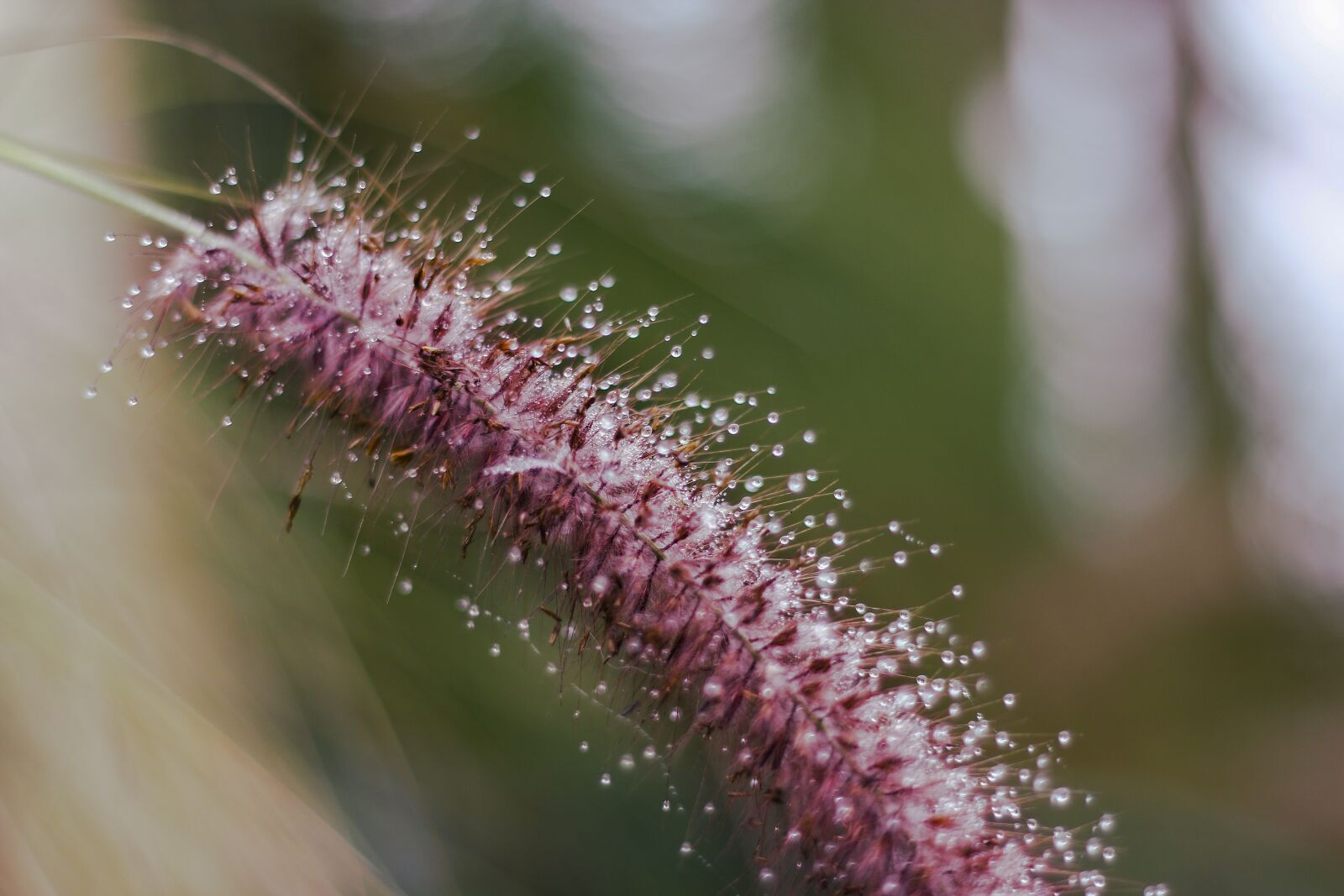 Canon EOS 70D + Canon EF 50mm F1.8 II sample photo. Tomorrow, winter, drops photography