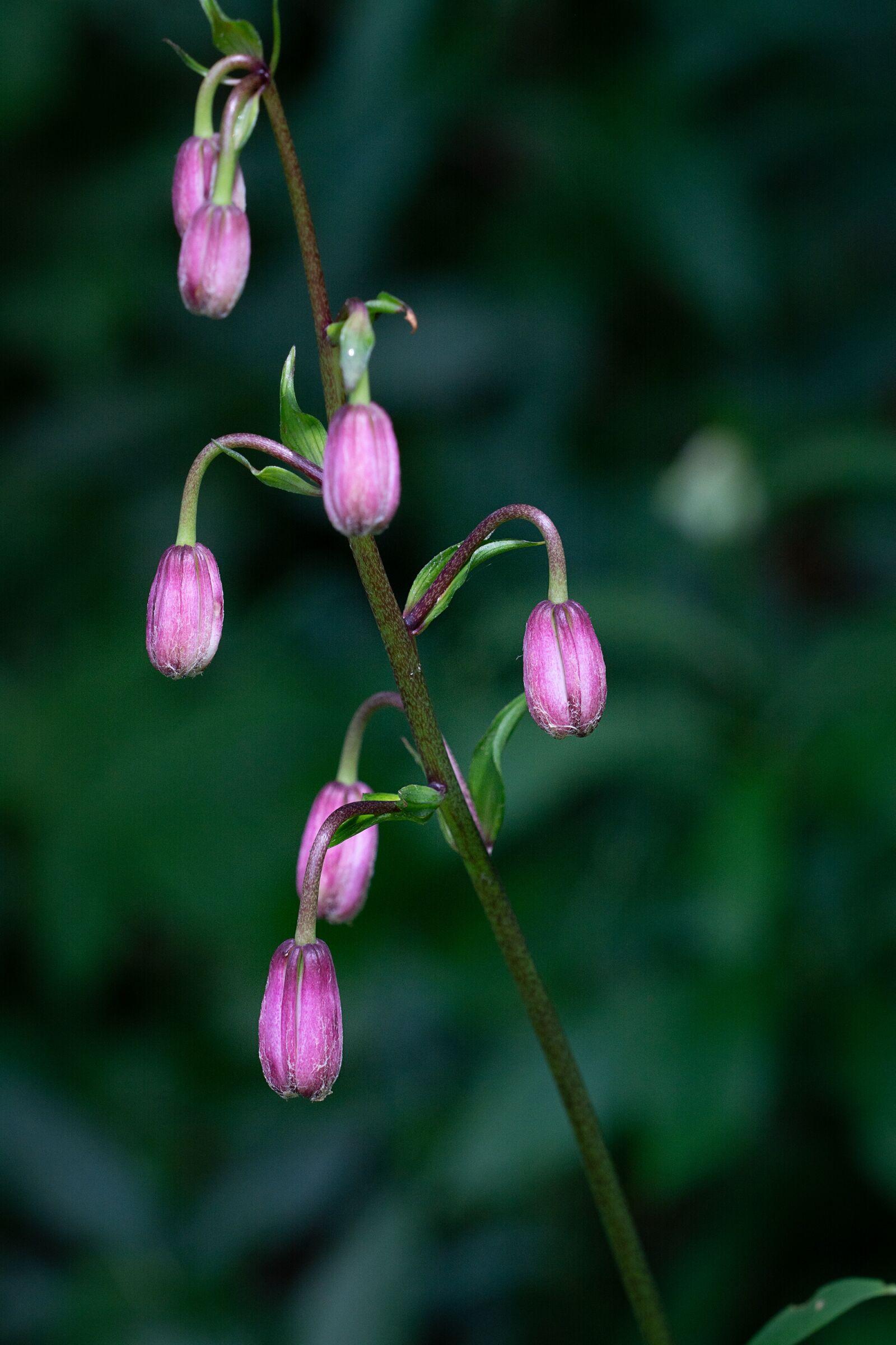 Nikon D7100 sample photo. Turk's cap lily, lily photography