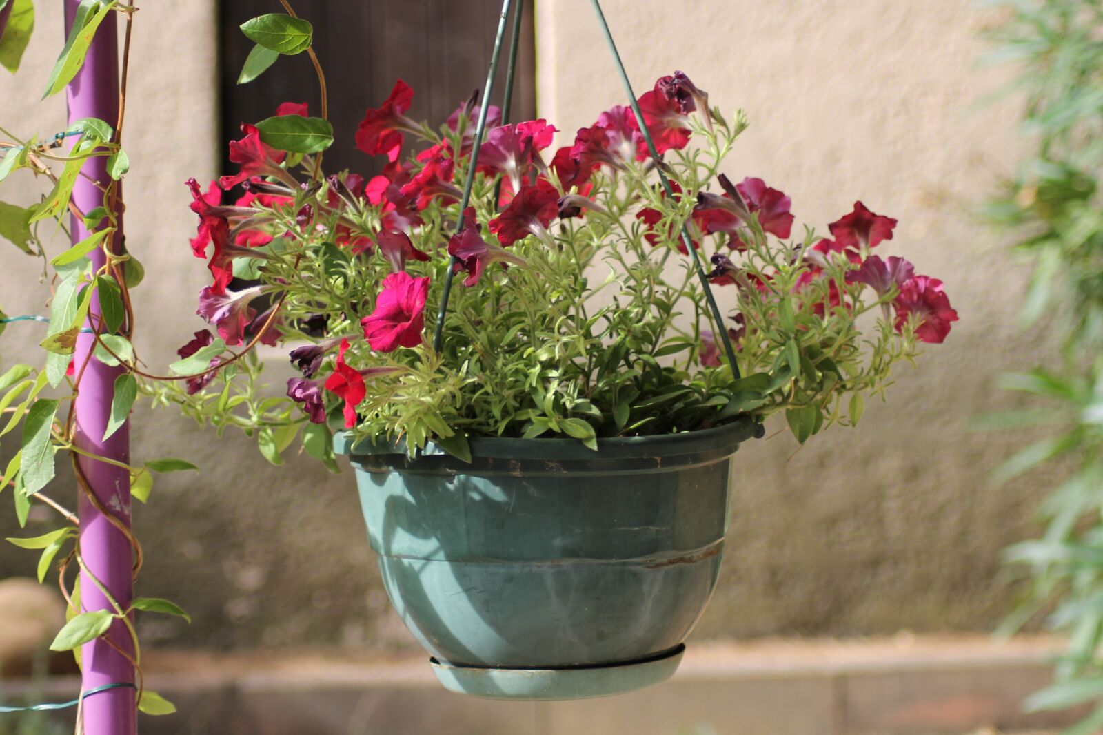 Canon EOS 1100D (EOS Rebel T3 / EOS Kiss X50) sample photo. Flowers, potted flowers, hanging photography