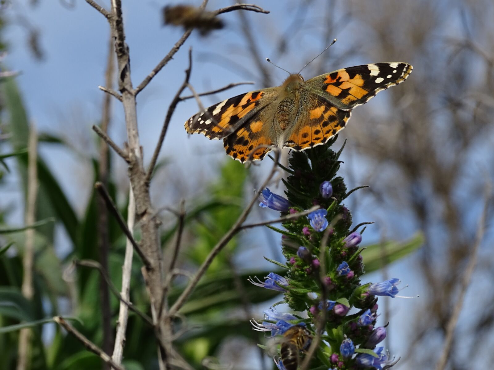 Sony Cyber-shot DSC-HX400V sample photo. Nature, travel, landscape photography