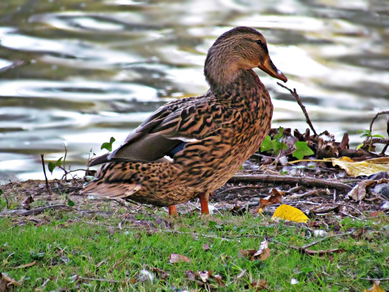 Canon PowerShot SX30 IS sample photo. Duck, water, pond photography