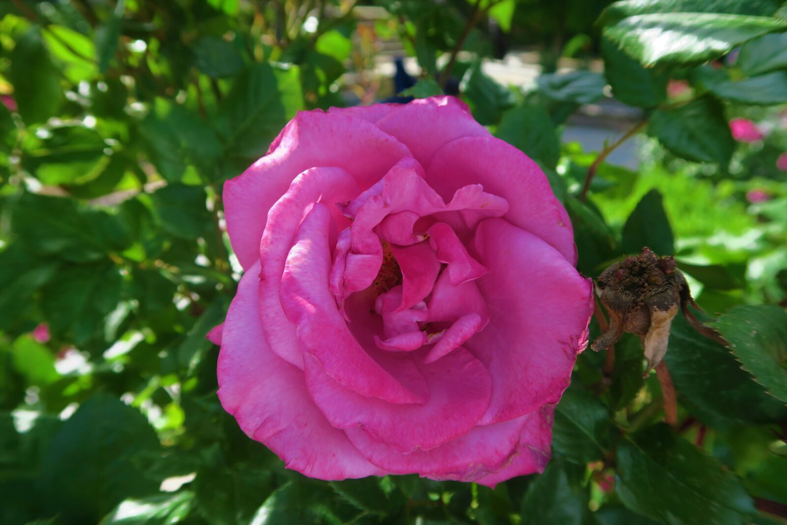 Canon PowerShot G7 X sample photo. Rose, flower, nature photography