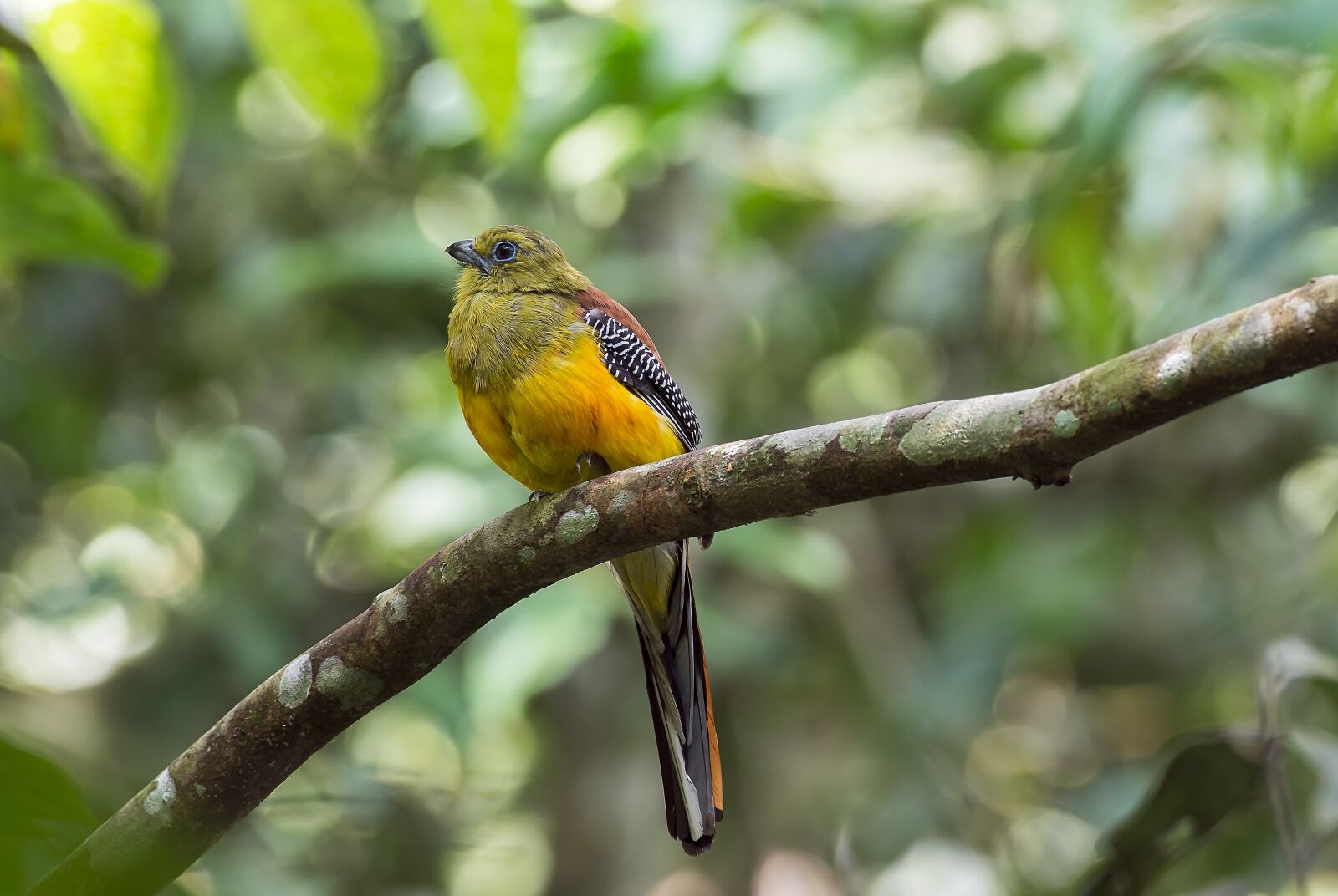 Nikon D7100 sample photo. Bird, malaysia birds, bite photography